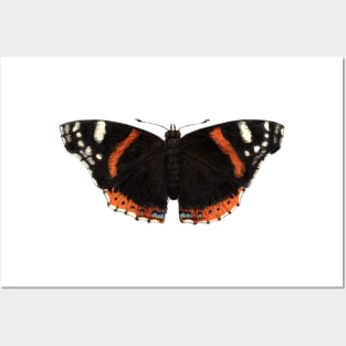 Red Admiral Posters and Art